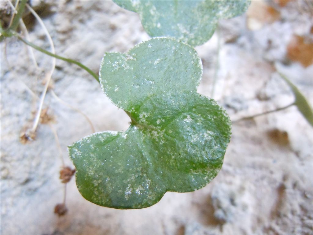 Gole del Sagittario(AQ) - Cymbalaria muralis