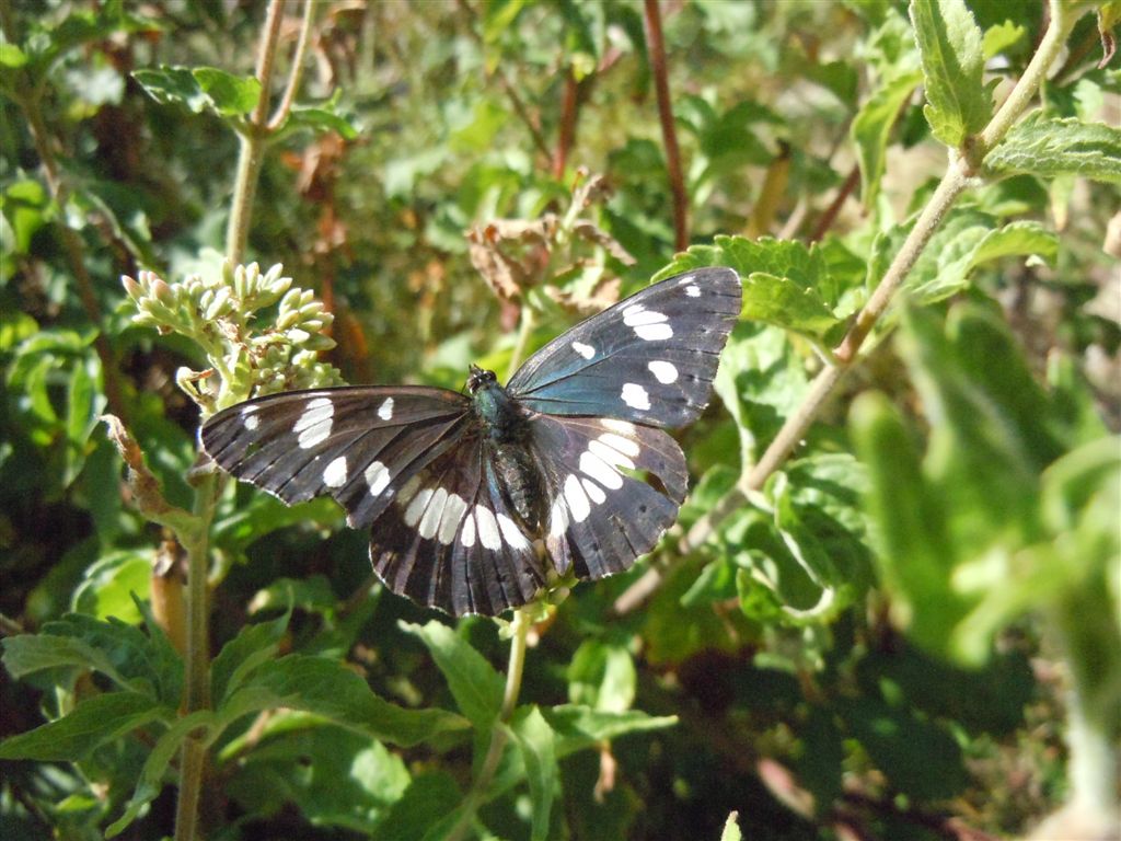 Limenitis reducta?