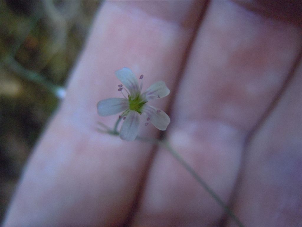 Gole del Sagittario(AQ): Petrorhagia saxifraga