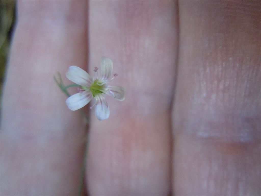 Gole del Sagittario(AQ): Petrorhagia saxifraga