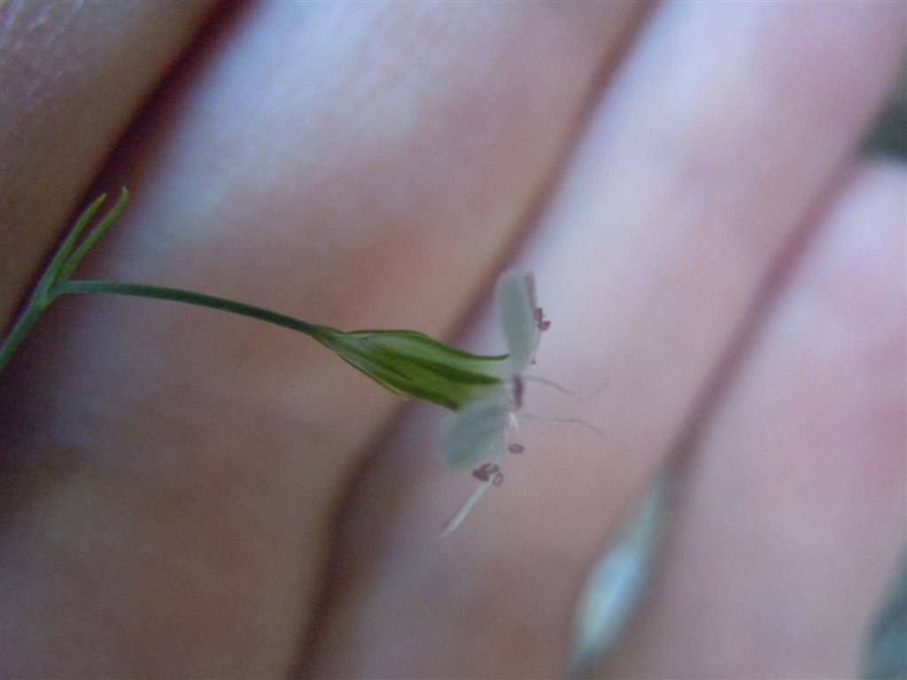 Gole del Sagittario(AQ): Petrorhagia saxifraga