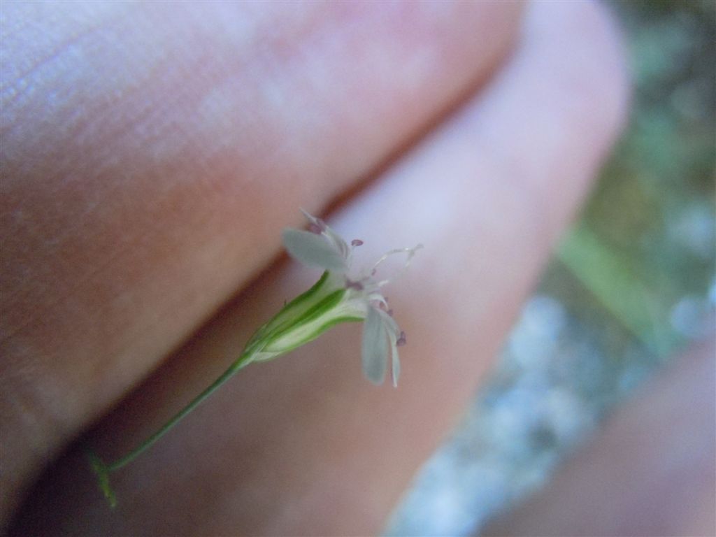 Gole del Sagittario(AQ): Petrorhagia saxifraga