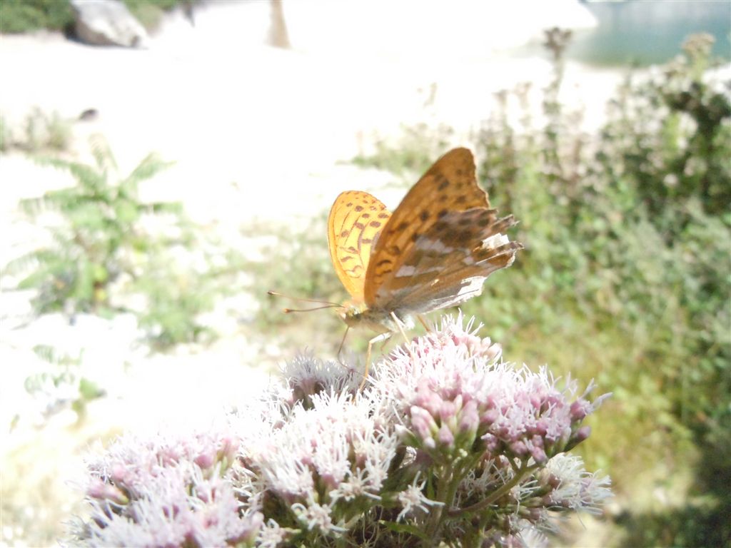 Argynnis paphia?