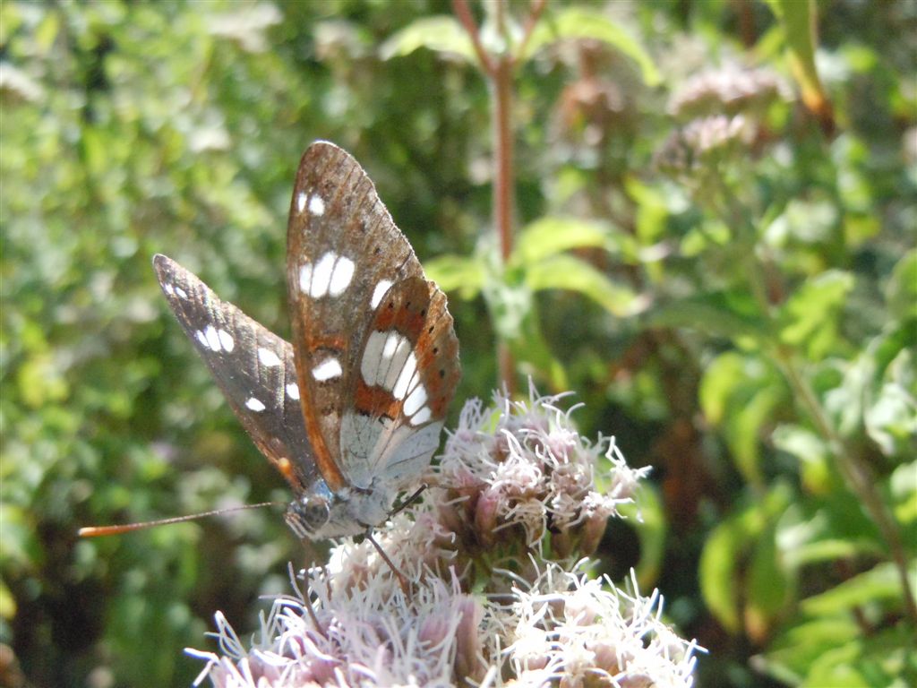 Limenitis reducta?