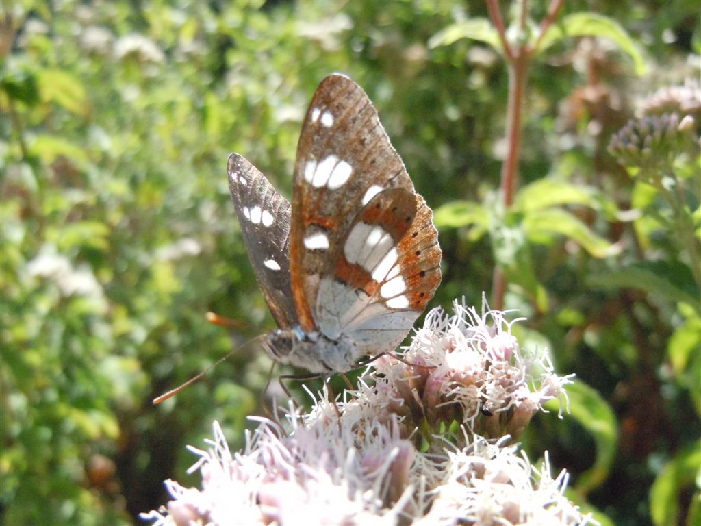 Limenitis reducta?