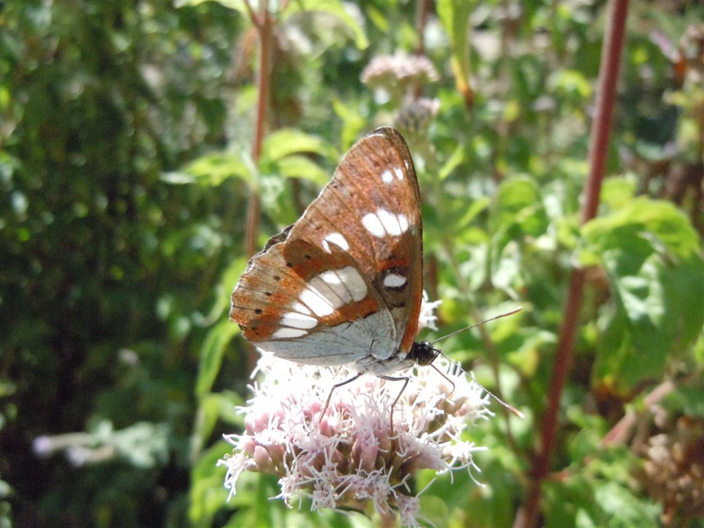 Limenitis reducta?