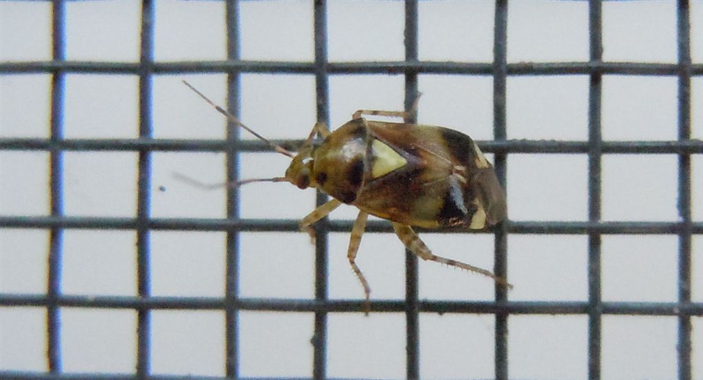 Deraeocoris?