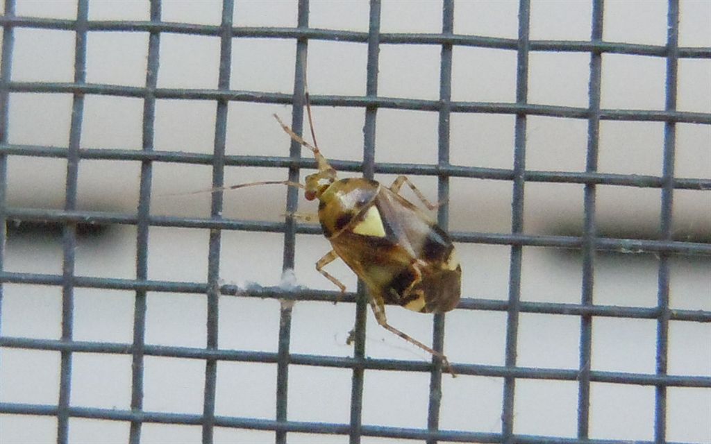 Deraeocoris?