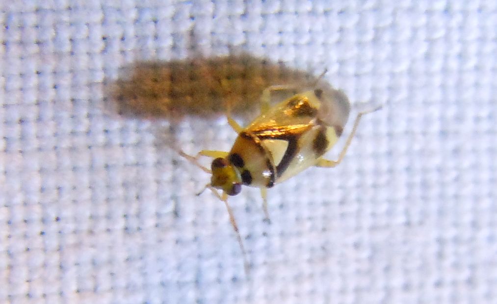 Deraeocoris?