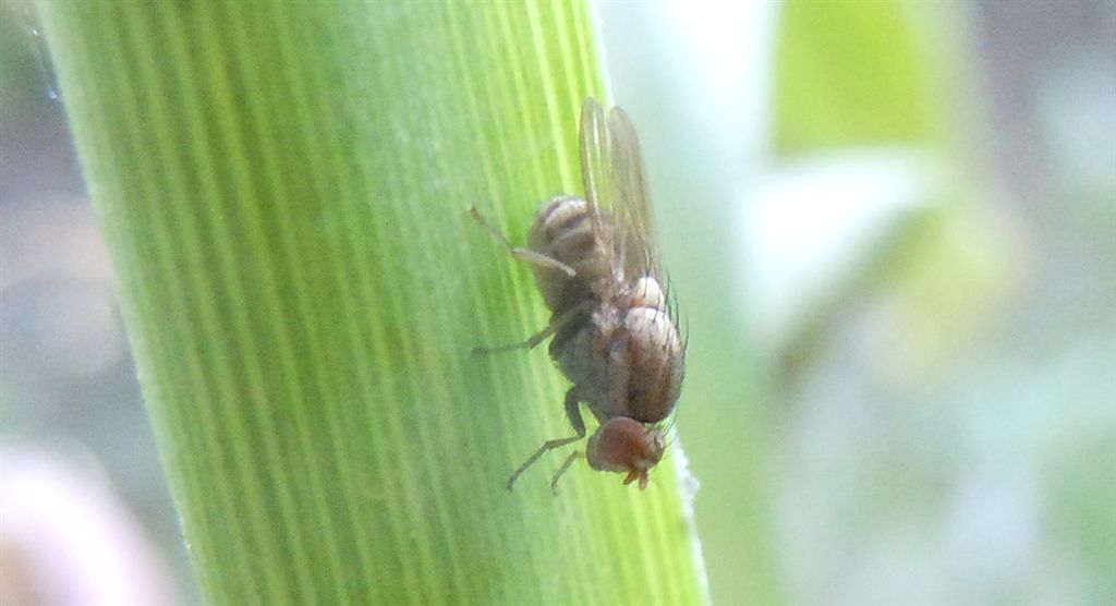 Drosophilidae o Lauxaniidae?