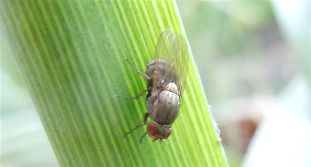 Drosophilidae o Lauxaniidae?