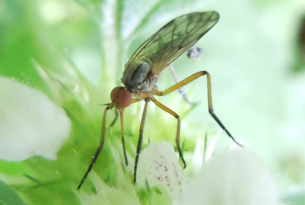 Empididae da identificare