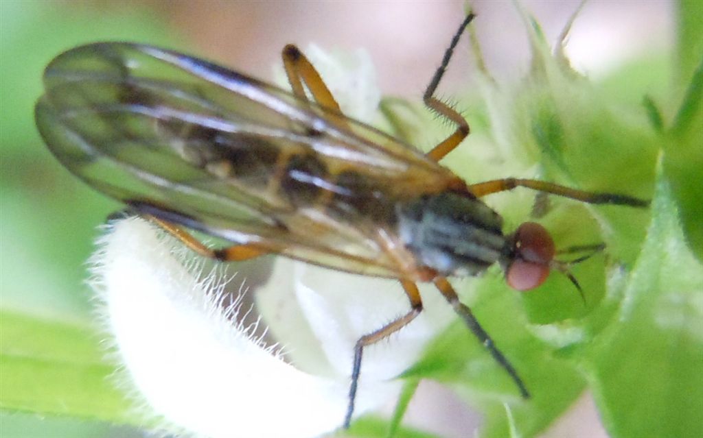 Empididae da identificare