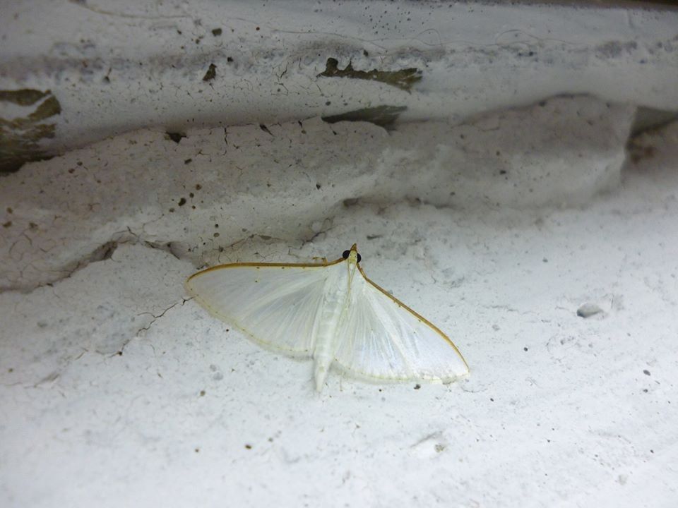 Palpita vitrealis?