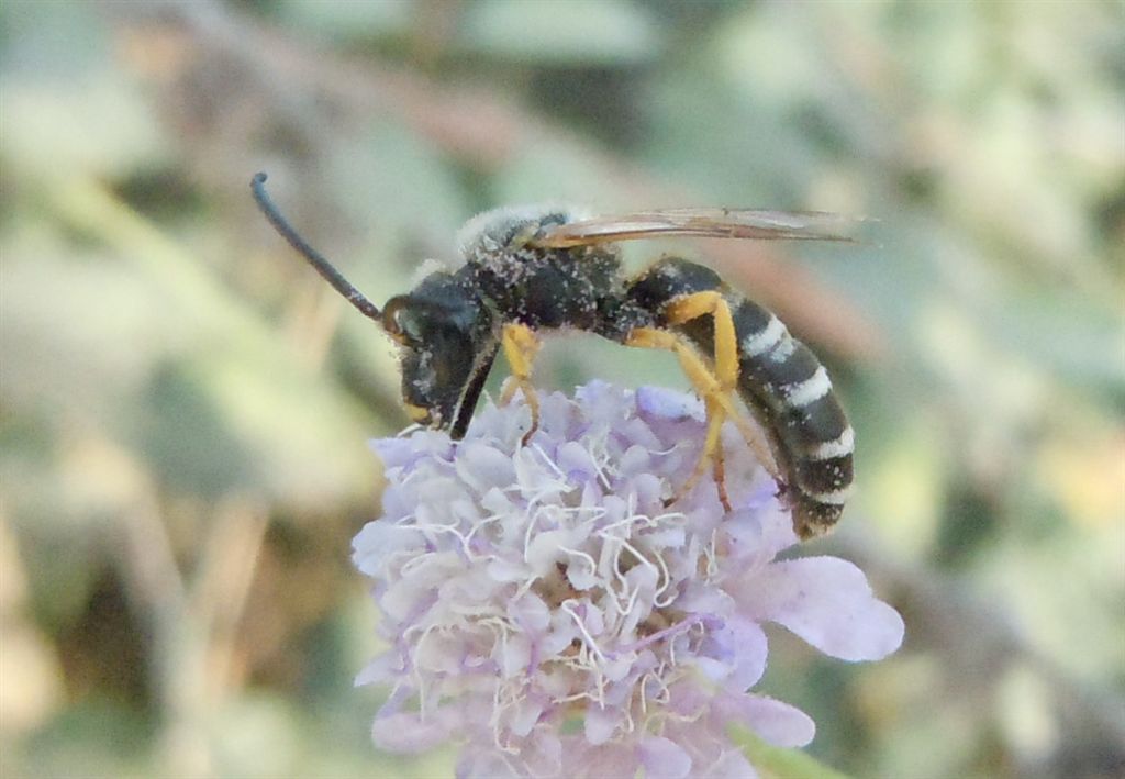 Apidae Halictinae: Halictus sp., maschio