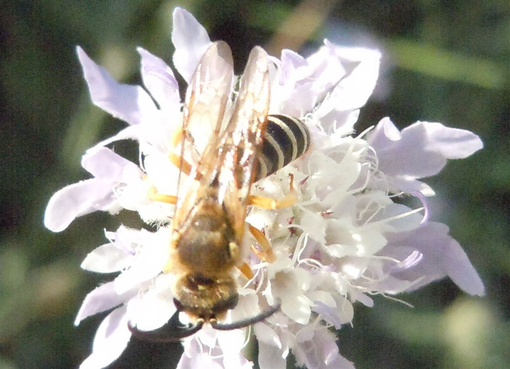 Halictus?