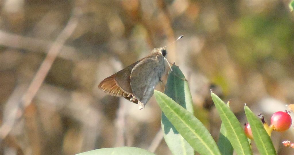 Hesperiidae da identificare