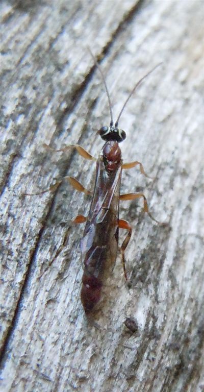 Ichneumonidae