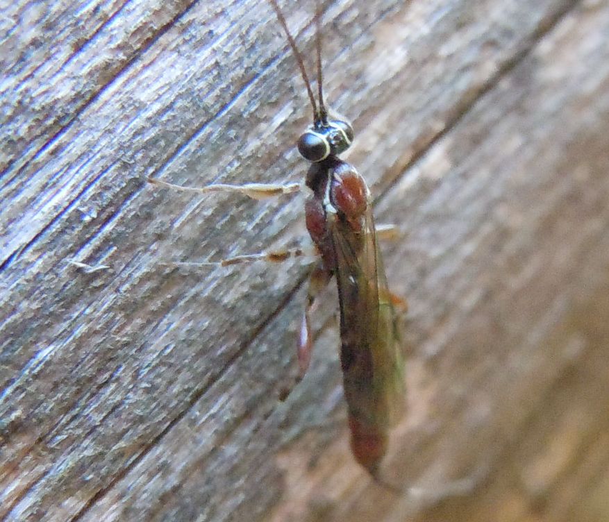 Ichneumonidae