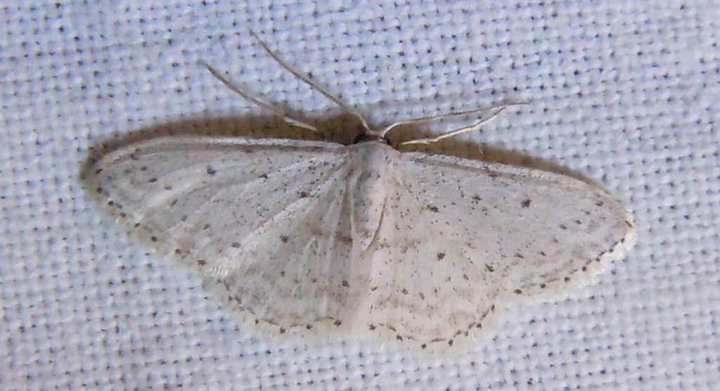 Idaea?