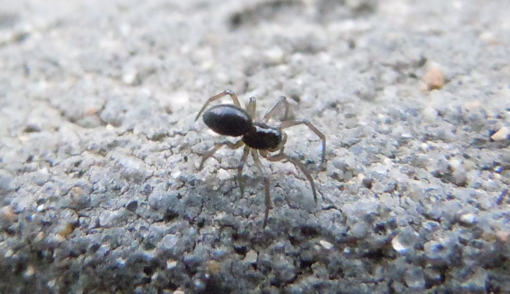 Linyphiidae - Agnano (NA)