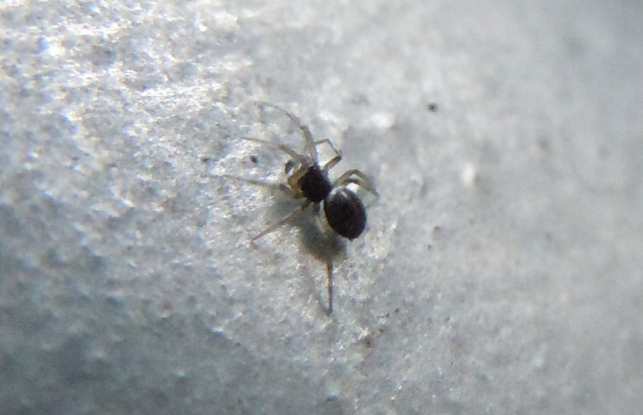 Linyphiidae - Agnano (NA)