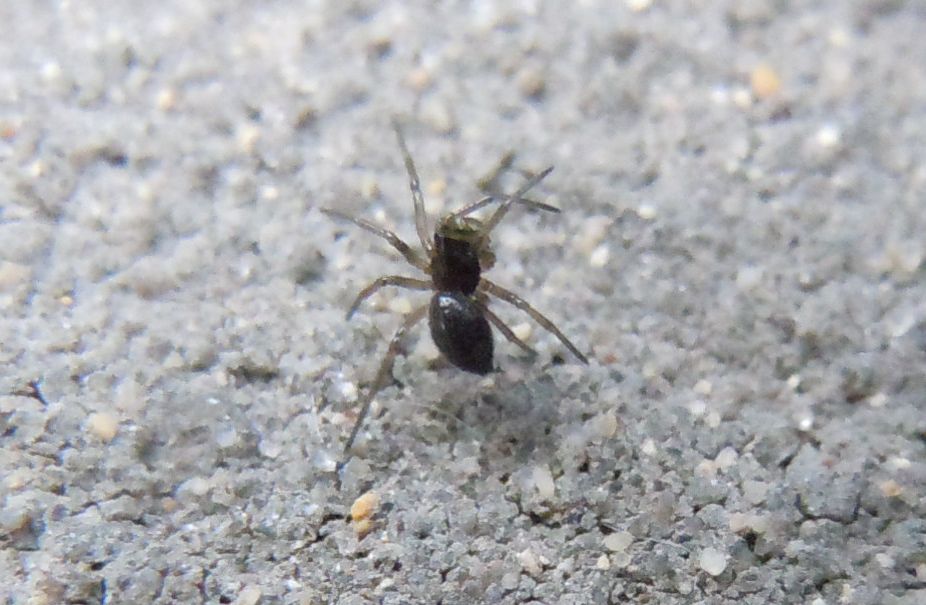 Linyphiidae - Agnano (NA)