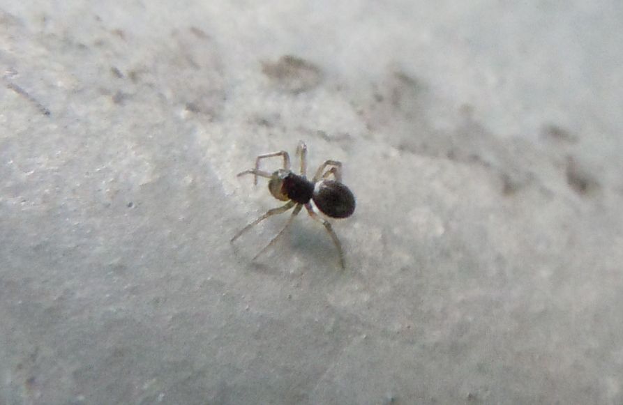 Linyphiidae - Agnano (NA)