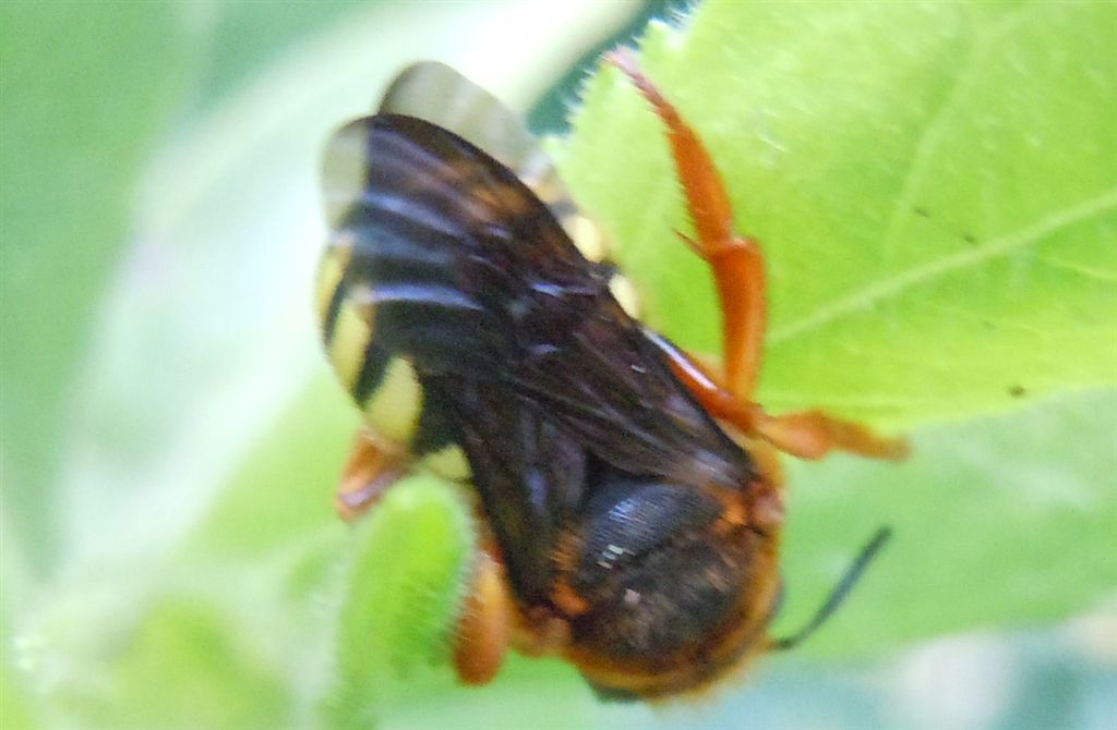 Apidae Megachilinae: Rhodanthidium septemdentatum