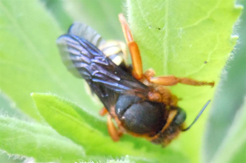 Apidae Megachilinae: Rhodanthidium septemdentatum