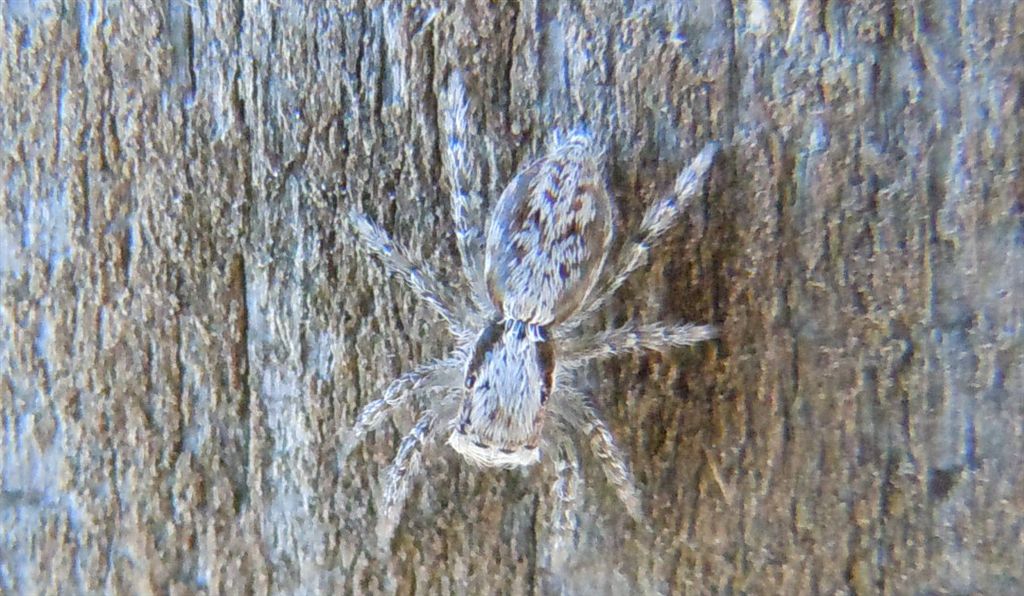 Menemerus sp. - Castel Volturno (CE)