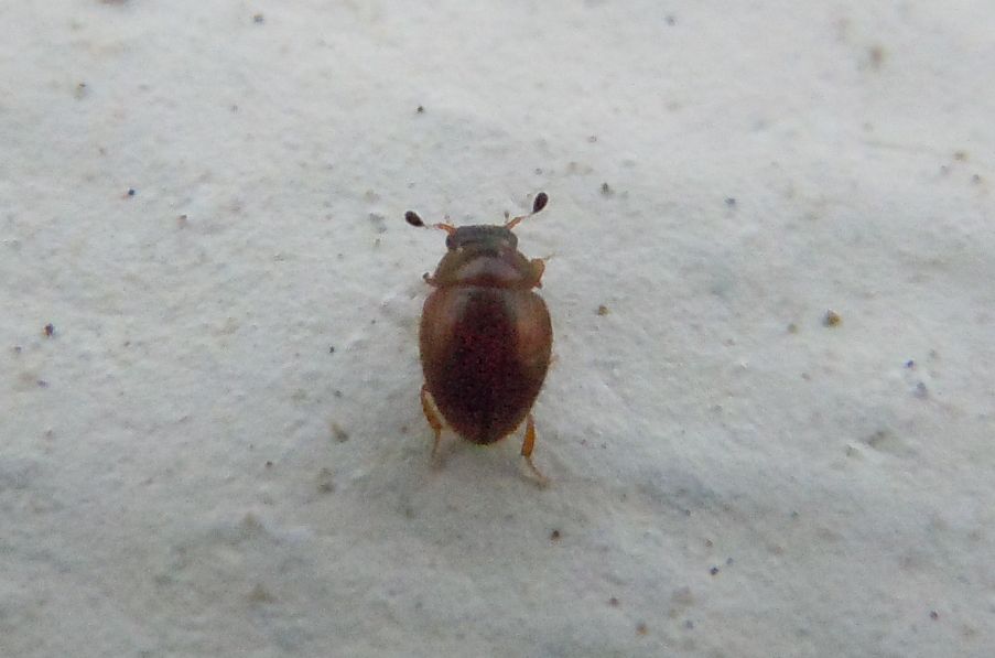 Piccolo Hydrophilidae