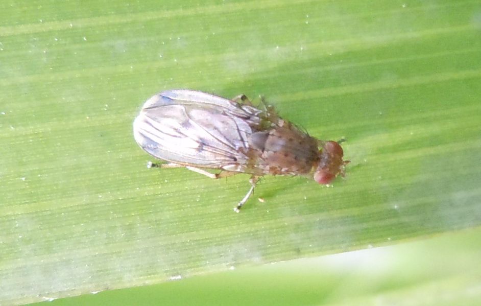 Opomyzidae?