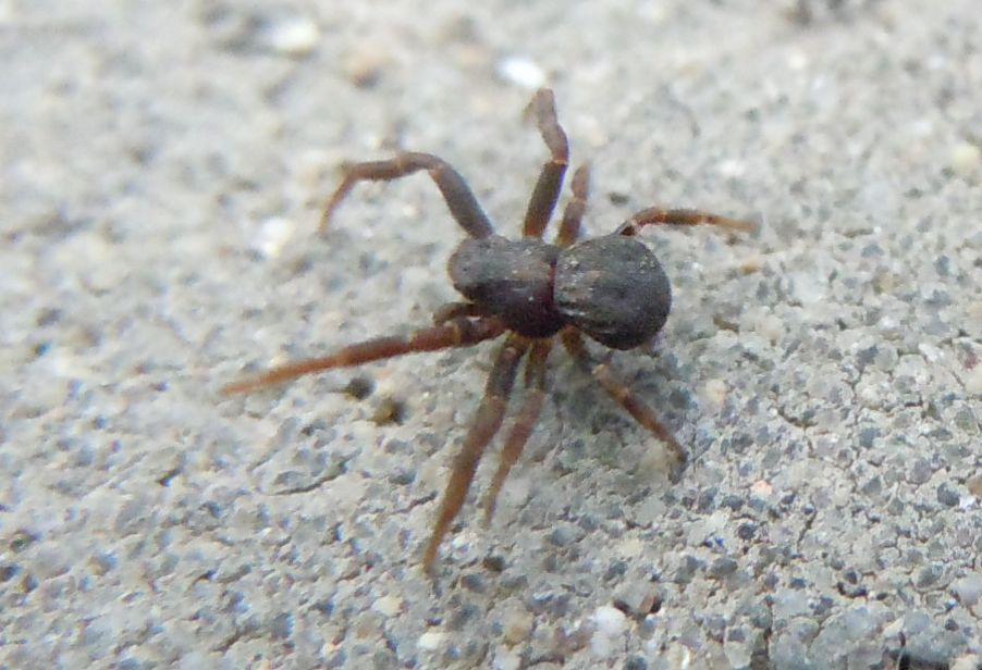 Ozyptila sp. (maschio immaturo) - Agnano (NA)