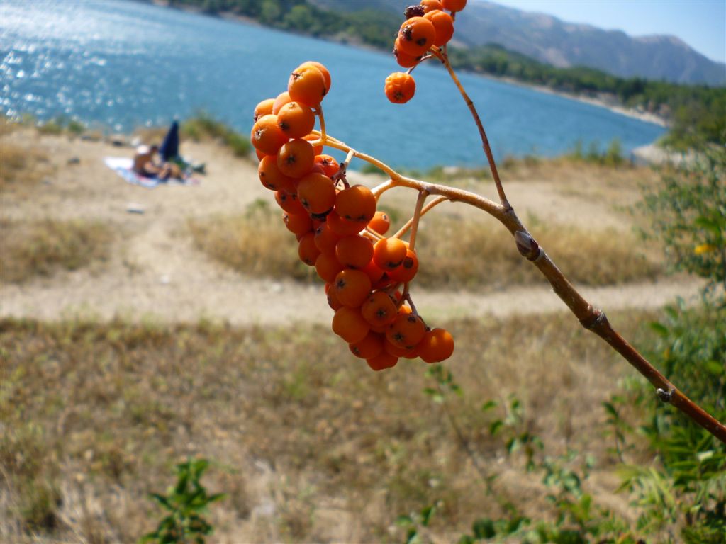 Frutti arancioni - Sorbus aucuparia
