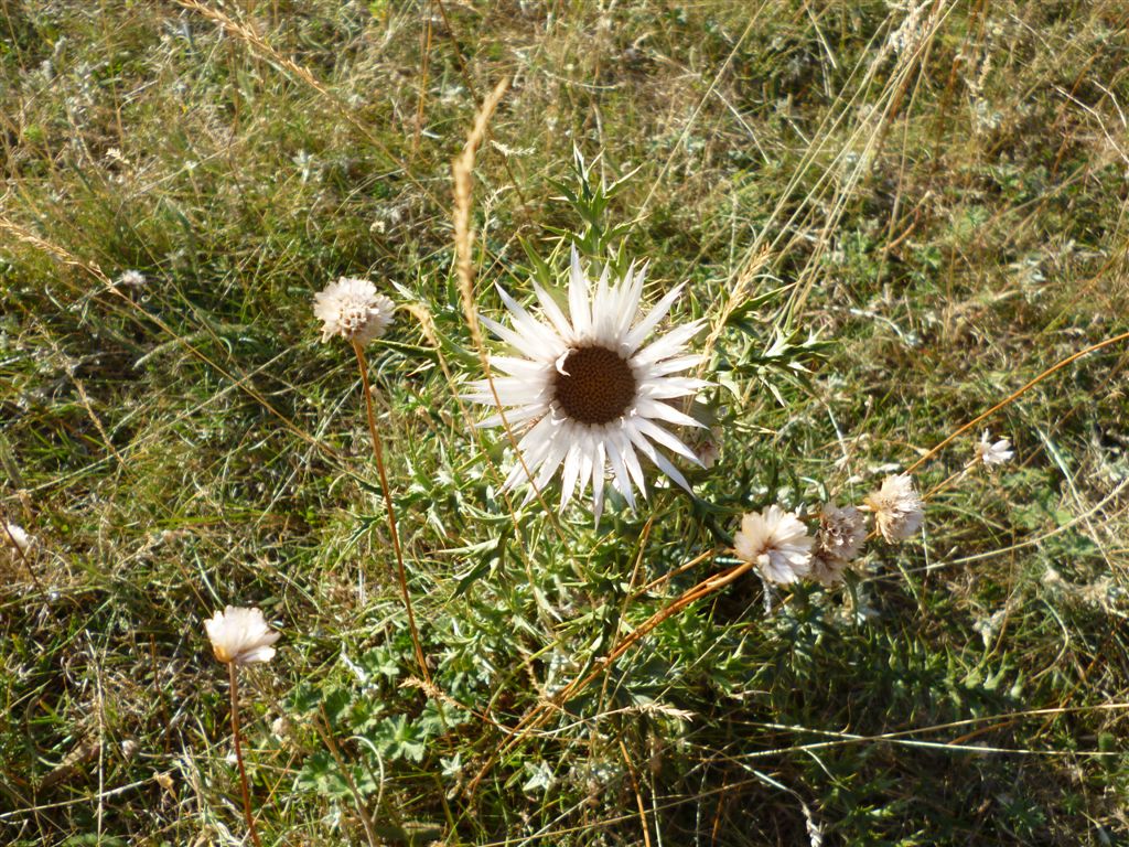 Colle Rotondo(AQ): Carlina acaulis L. subsp. caulescens