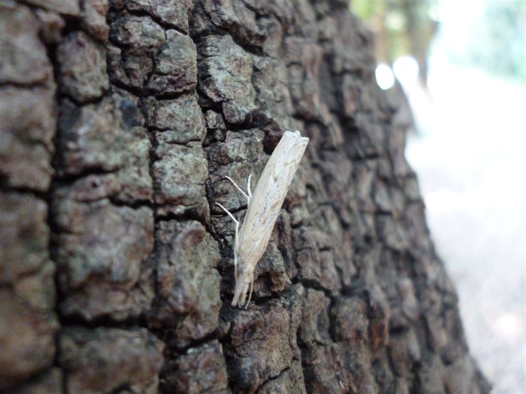 Pediasia contaminella?