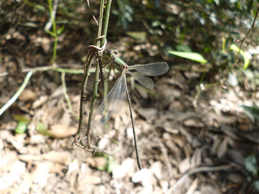 Chalcolestes cfr. viridis