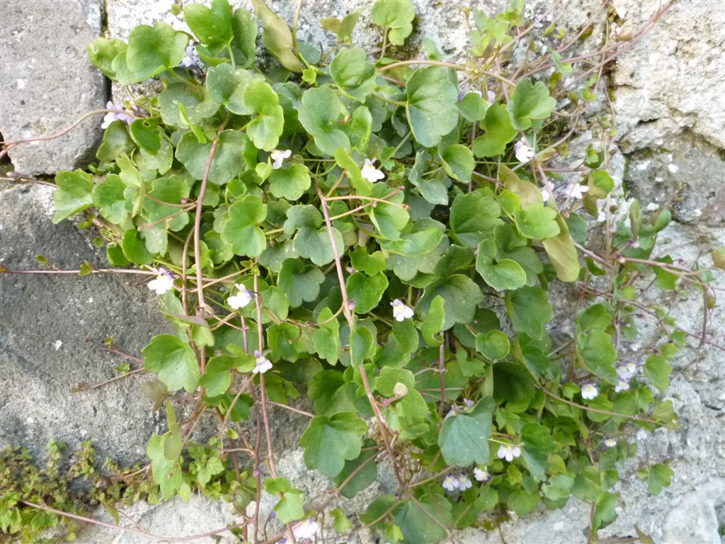 Gole del Sagittario(AQ) - Cymbalaria muralis