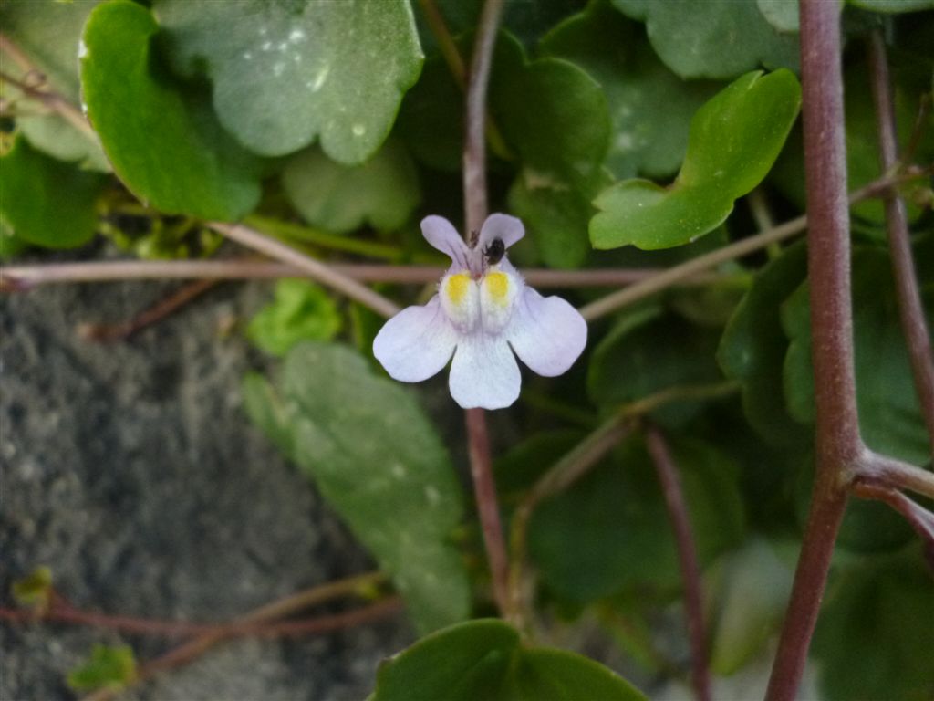 Gole del Sagittario(AQ) - Cymbalaria muralis