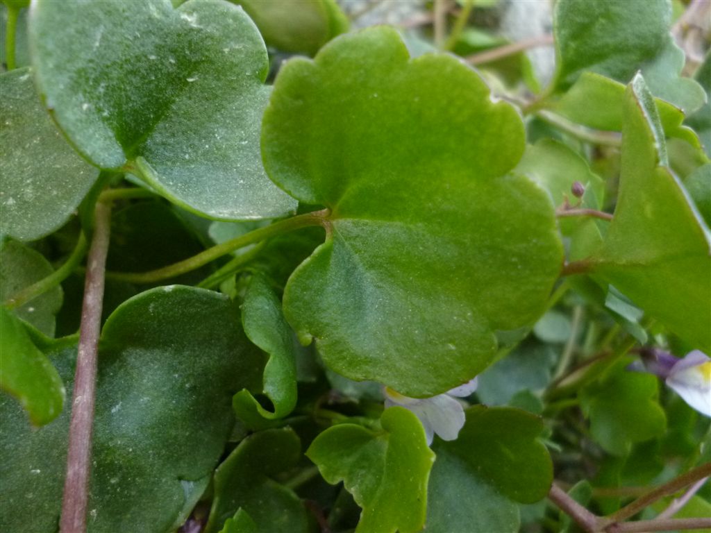 Gole del Sagittario(AQ) - Cymbalaria muralis