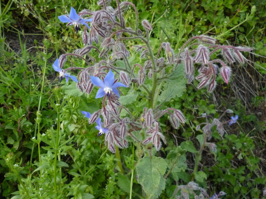 Borago officinalis / Boraggine comune