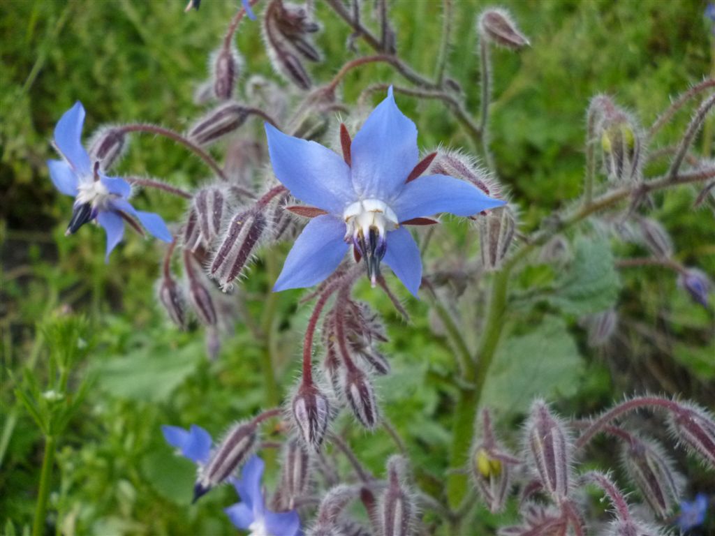 Borago officinalis / Boraggine comune