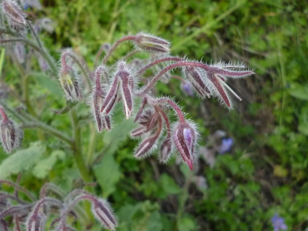 Borago officinalis / Boraggine comune