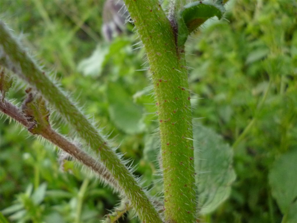 Borago officinalis / Boraggine comune