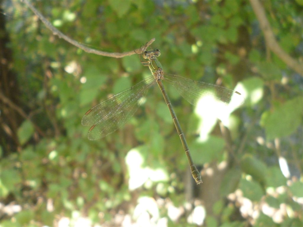 Chalcolestes viridis o parvidens