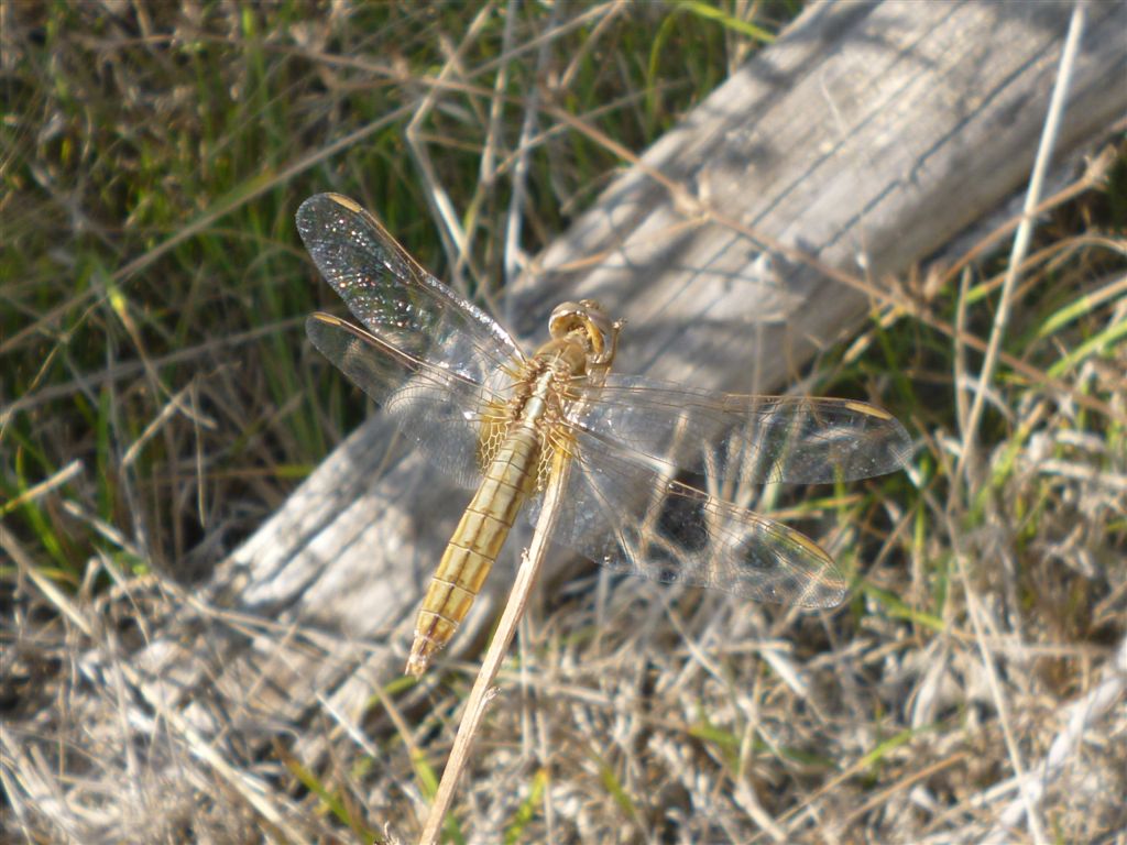 Crocothemis erythraea femmina