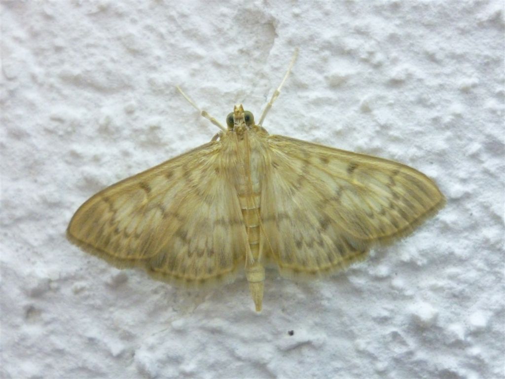 Crambidae