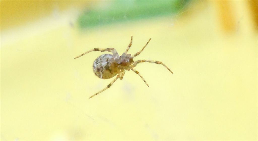 Parasteatoda tepidariorum - Agnano (NA)