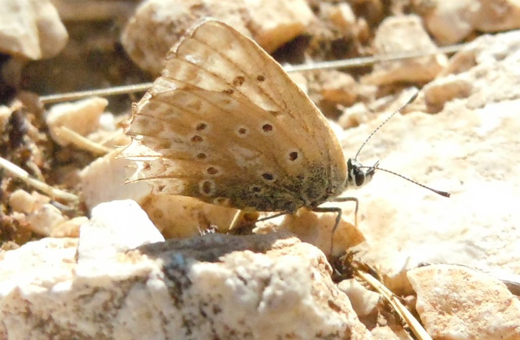 Polyommatus coridon?